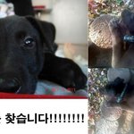 ★★★★★★그레이하운드 영웅이를 찾습니다★★★★★★★