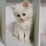 (추가)★엄<b>빠</b>미소주의★ 우리<b>집</b> 고양이 삼남매!