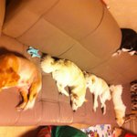 저희집에 12마리의 개님들을 소개합니다