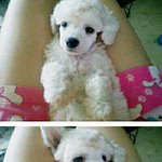 섹스앤더시티의 <b>캐리</b>닮은 울집강아쥐..♥ㅋ