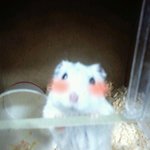 햄스터뽑기