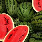 아니 대박!! 이게 <b>수박</b>이야 가슴이야!!!