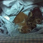 ★★★불쌍한 길냥이를 도와주세요 ㅠ ㅠ!★★★