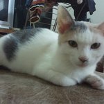 ★★★★베플되서 쓰는 사파리판 (고양이)6탄 ★★★★★