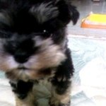 ★개판★ 나도 우리막둥이 소개함!