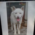 <b>도봉역</b> 3번 출구 근처에서 살던 백구(진돌이)를 찾습니다.(사진有)