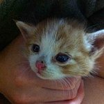 ★★★★★귀여운길냥이키워주세요~~!!!!!★★★★★