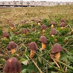 ★★★이런 <b>버섯</b> 보신적 있나요?★★★