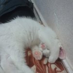 우리집 냥이 기염둥이 <b>감자</b>를 소개합니다