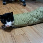 <b>추위</b>타는 고양이에 겨울나는법