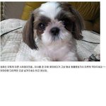 동물계의 <b>블루</b>클럽