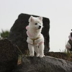 저희집에 12마리의 개님들을 소개합니다