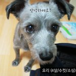 [사진多] 유기견 요리조리 기억하세요? 그 후 이야기~