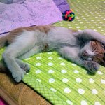 저도 울집 냥냥이 소개할래요~!!!!!(사진 많음ㅋ)