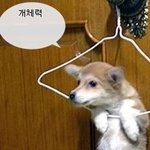 <b>최신판</b>, 재미있는 개 시리즈 사진 모음