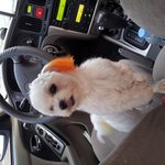 방어진에서 강아지를 잃어버렸습니다. 제발 우리 <b>은비</b> 좀 찾아주세요.