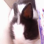 귀여운 볼트를 소개합니다! (사진 有 아주많이 有)