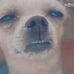 ★아빠친구분께서갖다주신키위먹고ㅋㅋ★