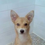 ####### 강아지를찾습니다.제발봐주세요...