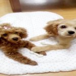 ☆★☆★미키&amp;초코를 말려줘....☆★☆★