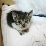 죽어가는 길냥이를 키운지 4개월