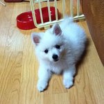 ★★★ (사진有) 우리집 귀요미 개님을 소개합니당 ^.^~♥  ★★★