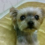 강아지 <b>앵두</b>의 어처구니없는 비참한 죽음.