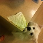 저희집에 12마리의 개님들을 소개합니다