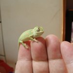 (사진有) 도마뱀 키우는 남자