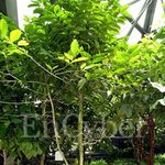 [펌] 싸이코패스 체험해보기