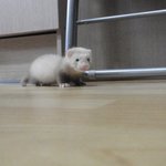 충격 페릿농장 대량학대