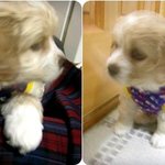 (사진,동영상有)★☆★우리집 개 님을소개합니당★☆★