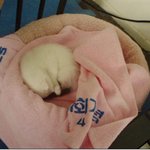 사랑스런 우리집 <b>야옹</b>이 삼남매 :3