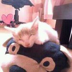 [사진多(?)]그냥고양이<b>판임</b>
