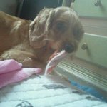 사진有 경기도 광명시 <b>광명</b>6동에서 잃어버린 강아지좀 찾아주세요ㅠ_ㅠ