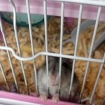 ☆★신선한 햄스터판★☆