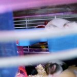 (귀염주의)★☆(사진有)아이들을 살려주세요!!톡커님들의 도움이 필요합니다...