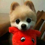 ♠♠♠♠♠♠♠♠얼짱강아지  <b>슌스케</b> vs 부♠♠♠♠♠♠♠♠