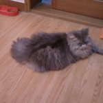 우리집 고양이 맘보를 소개 하겠음