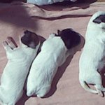 다산의 여왕 우리 개님