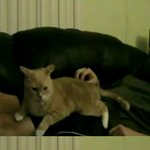 고냥이 짱 <b>기여</b>워 ㅋㅋ