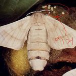 누에<b>나방</b>에서 이상한거 발견 ㅋㅋ