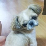 ★★★★★★내눈에는 너무 예쁜 쪼꼬 보고 가세요 ㅋㅋㅋ스압주의(...