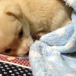 검은<b>봉지</b>에 묶여 버려진 아기들 한달후예요~