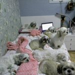 ★★★★11마리 개 키우는 우리집