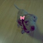 ★개판★[사진有] 롱다리 붐이이야기