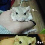 우리집 귀여운 뚱뚱꼬리 아가들 !♥