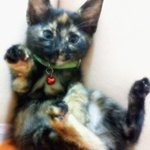 ****☆우리<b>집</b> 고양이(<b>사진</b>有)☆*****