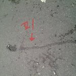 불쌍한 <b>비둘기</b>