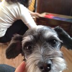 어흐흑ㅜㅜ우리 개를 잃어버렸어요!! <b>미미</b>야!! <b>미미</b>야!! <b>미미</b>야!!!!!!!